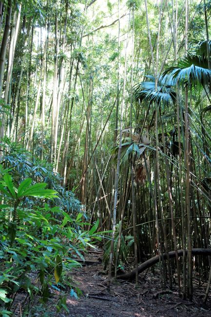 Rainforest around the Manoa Trail