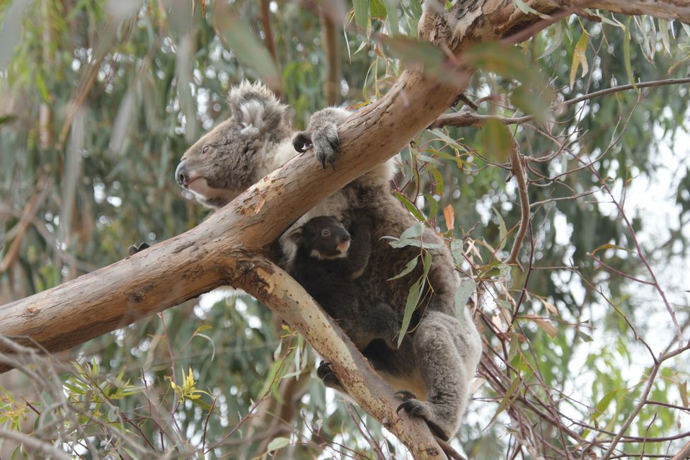 Koala-Mutter mit Baby