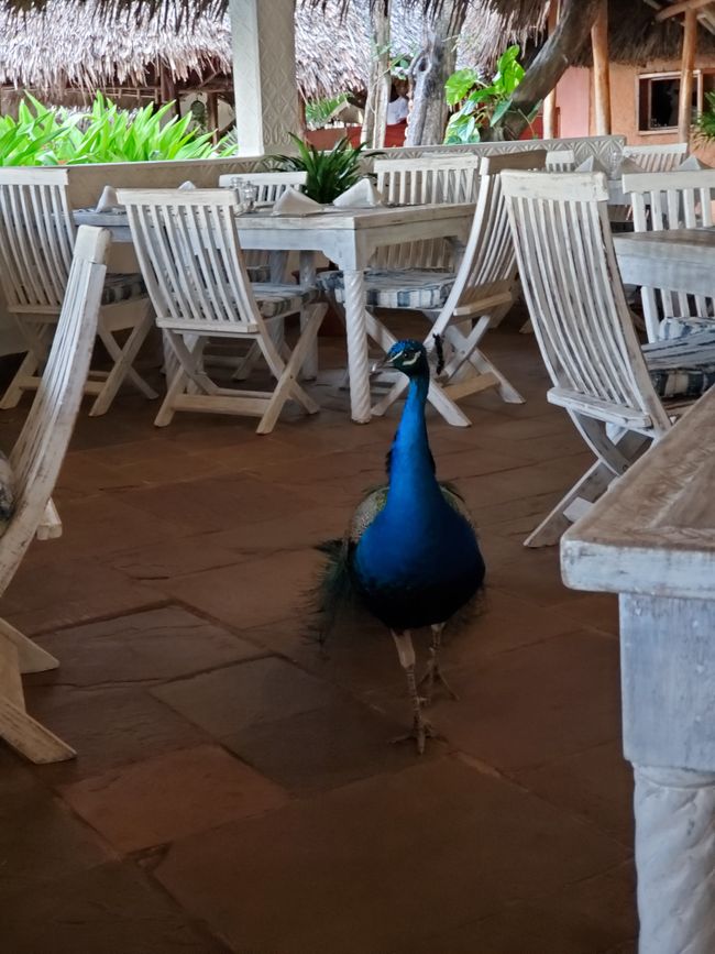 Breakfast with peacock