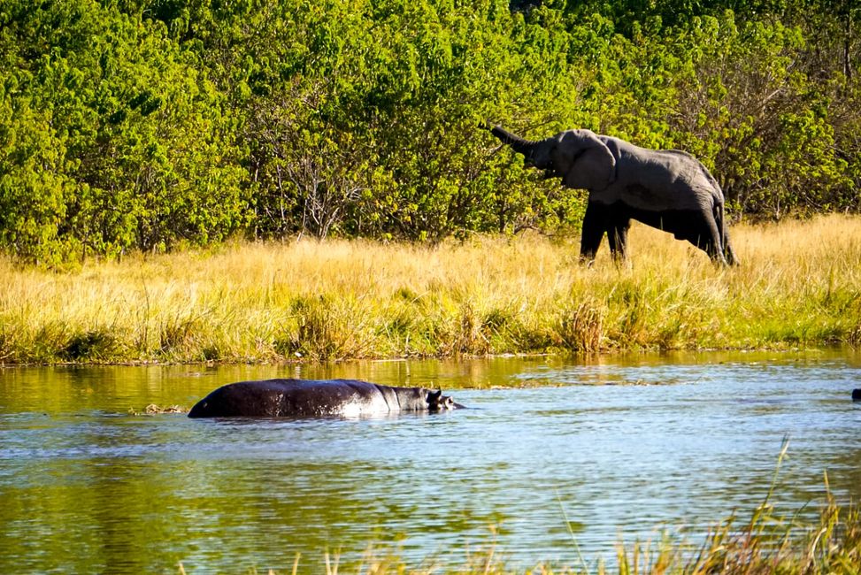 Hippos und Elefanten im Okavango Delta