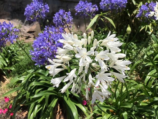 Botanischer Garten von Madeira – Botaniska trädgården