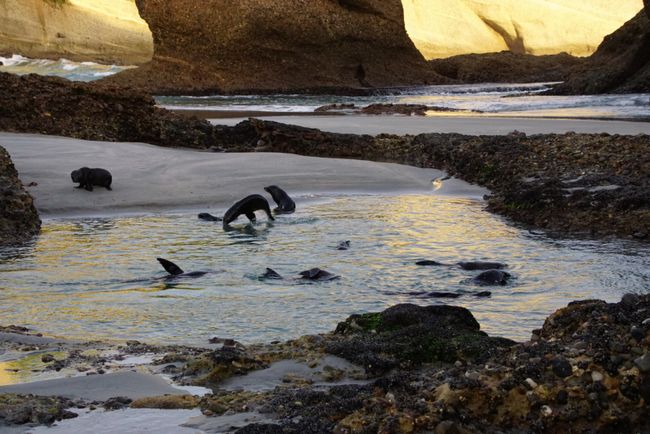 07/05/2018 - Seal pups at Wharariki Beach