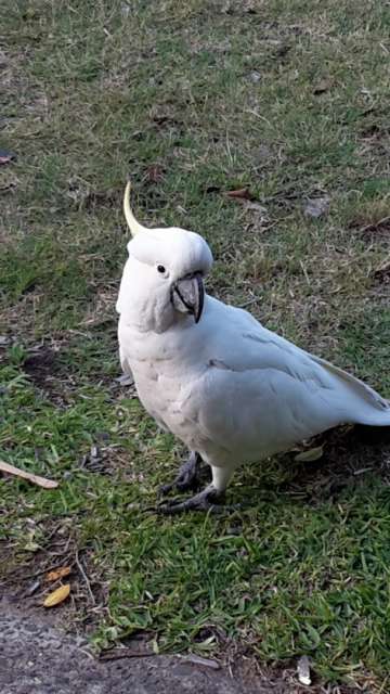 Weißer Kakadu