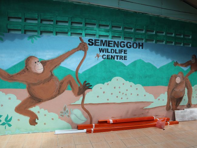 Will we see wild orangutans? :O (Day 135 of the world trip)