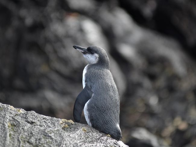 Galápagos-Pinguin