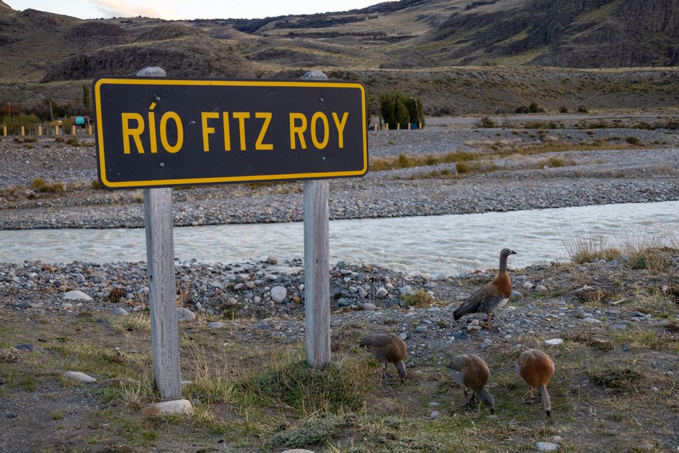 Geese (I think) snacking by the Rio Fitz Roy