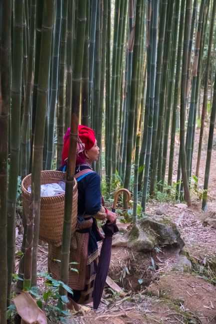 Eben noch unter Nadelbäumen findet man sich schnell in einem Bambushain wieder.