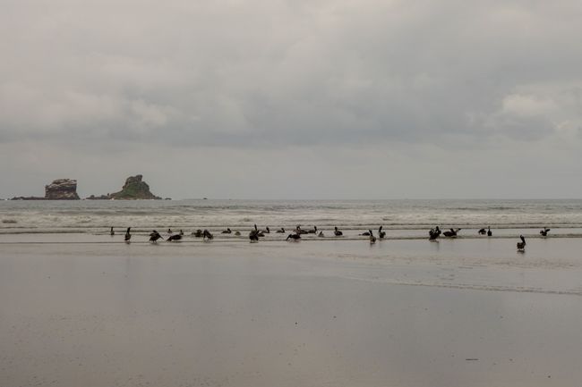 Pelikane, die am Strand ruhen. 