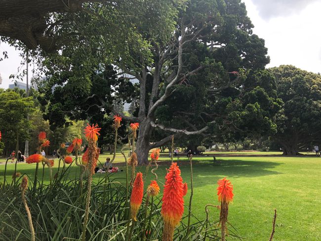 Sydney: Botanical Gardens + Art Gallery of NSW