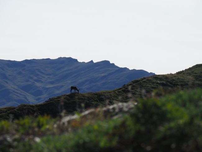 Caribou on a Ridge