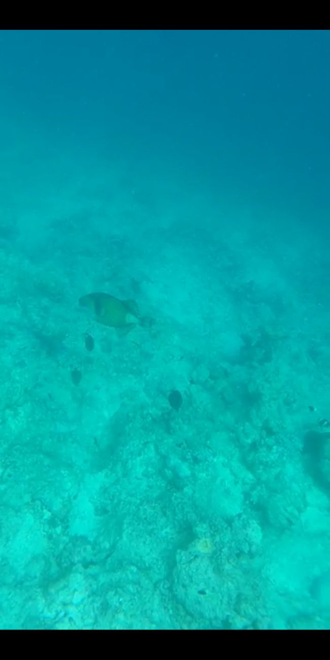 Maldives Day 5 - Terrible Snorkeling Trip and Amazing House Reef 🐢