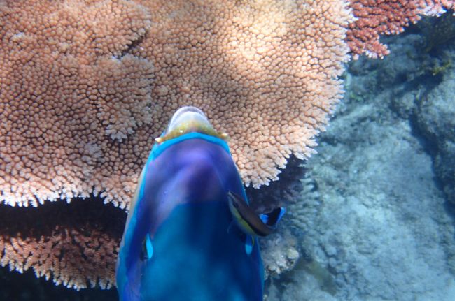 Cairns: Schnorcheln am Great Barrier Reef