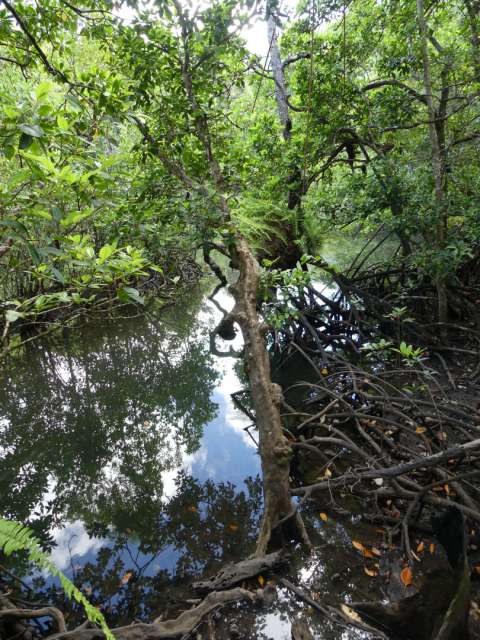 Mangrovenwald um einen kleinen Fluss