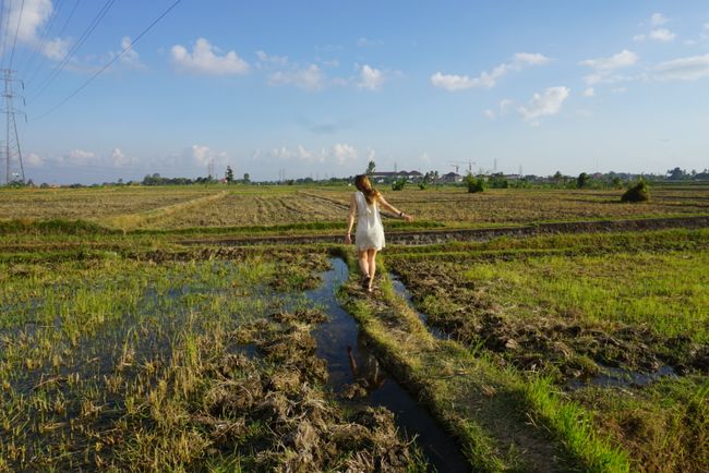 Exploring rice fields on the 'way home'