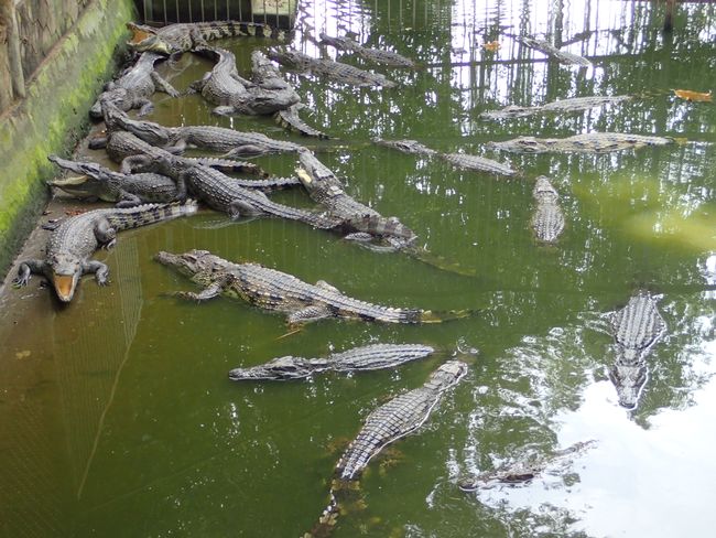 Crocodile farm in Chau Doc