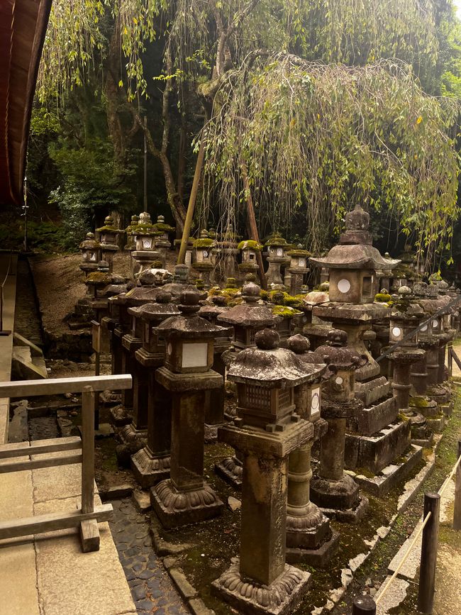 Stein-Laternen vor dem Kasuga Taisha Shrine