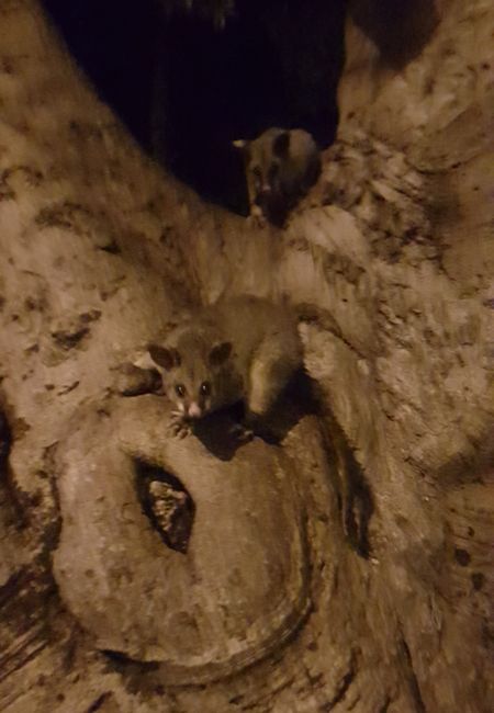 Cute marsupials in Redfern Park