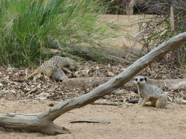 Meerkats are also here