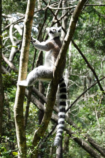 Lemur beim Yoga