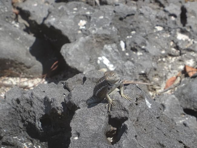 Lavalizard. Eines der einzigen Tiere die auf Vulkanboden überlebt