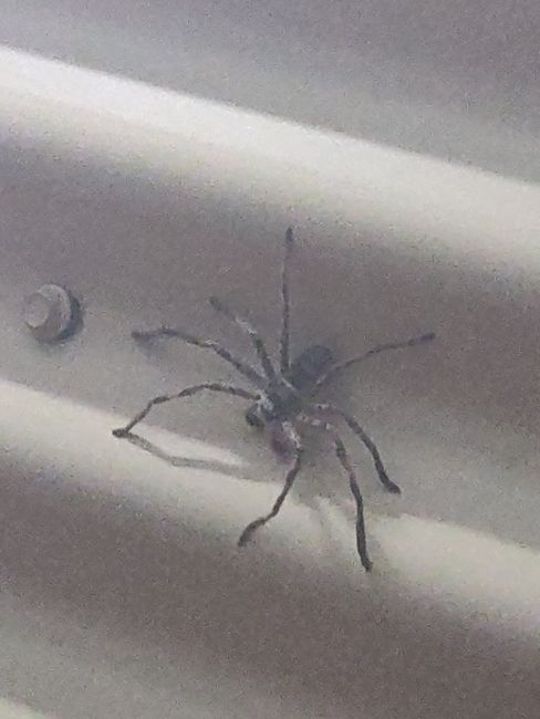 riesige Spinne an der Duschwand (da geht heute wohl keiner mehr duschen :D )