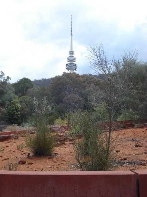 botanischer Garten mit Telstra Tower