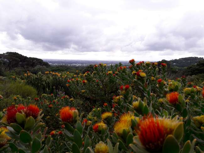 Jardí Botànic - Kirstenbosch