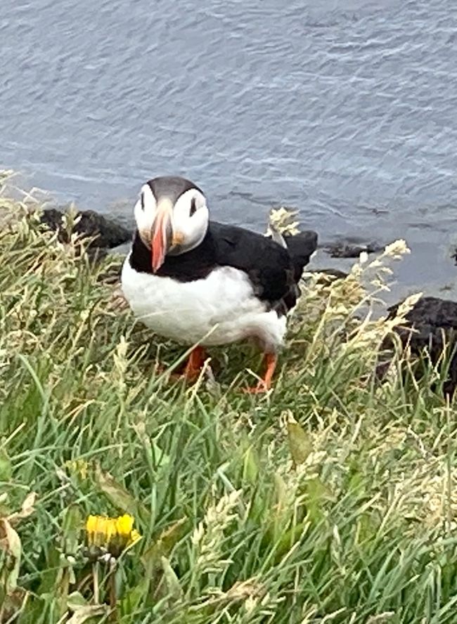 Island Day 12: Fever and Puffins