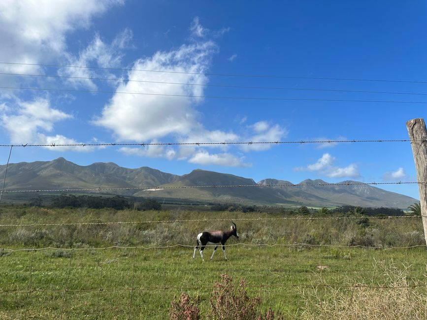 Hermanus ♥️
