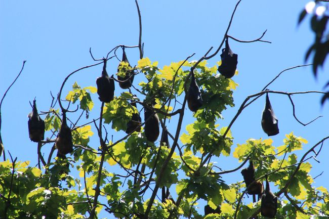 Bat sleeping tree