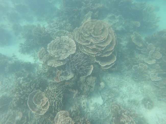 Tag 33: Coral Bay