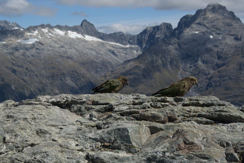 Queenstown - Routeburn Track Sidetrip - Kea on Conical Hill