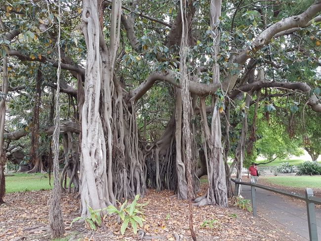 Sydney Botanischer Garten