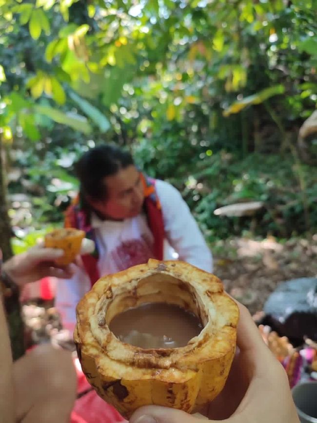 Hot chocolate from a cacao fruit