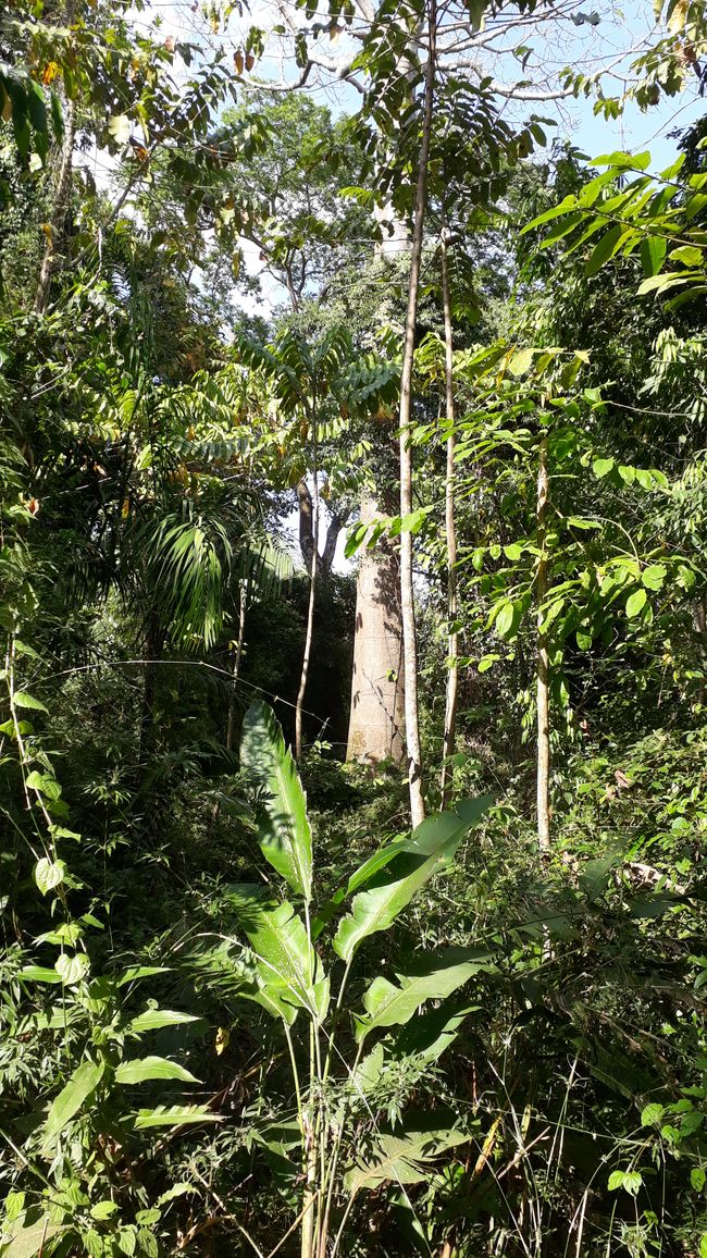 In Panama gibt es einen Park mit Urwald, den wir besuchten.