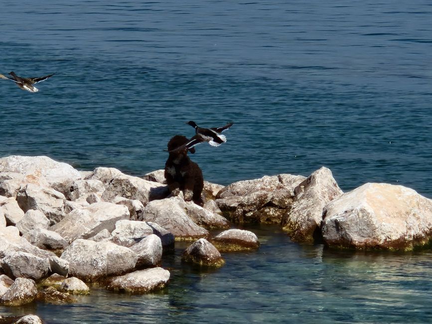 Lake Garda Duck Hunt