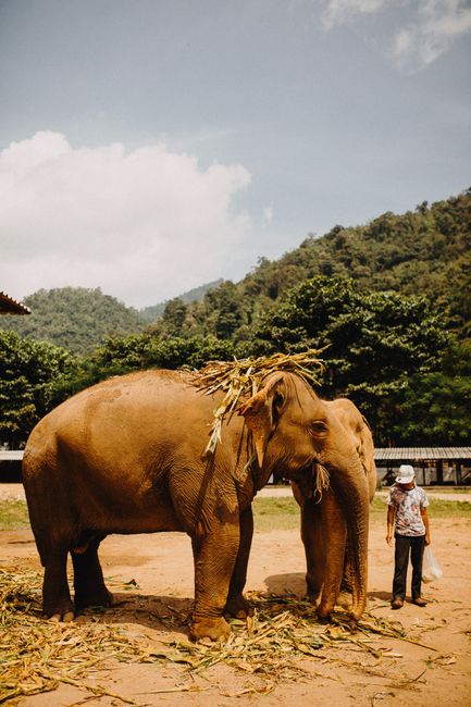 Elefant Nature Park