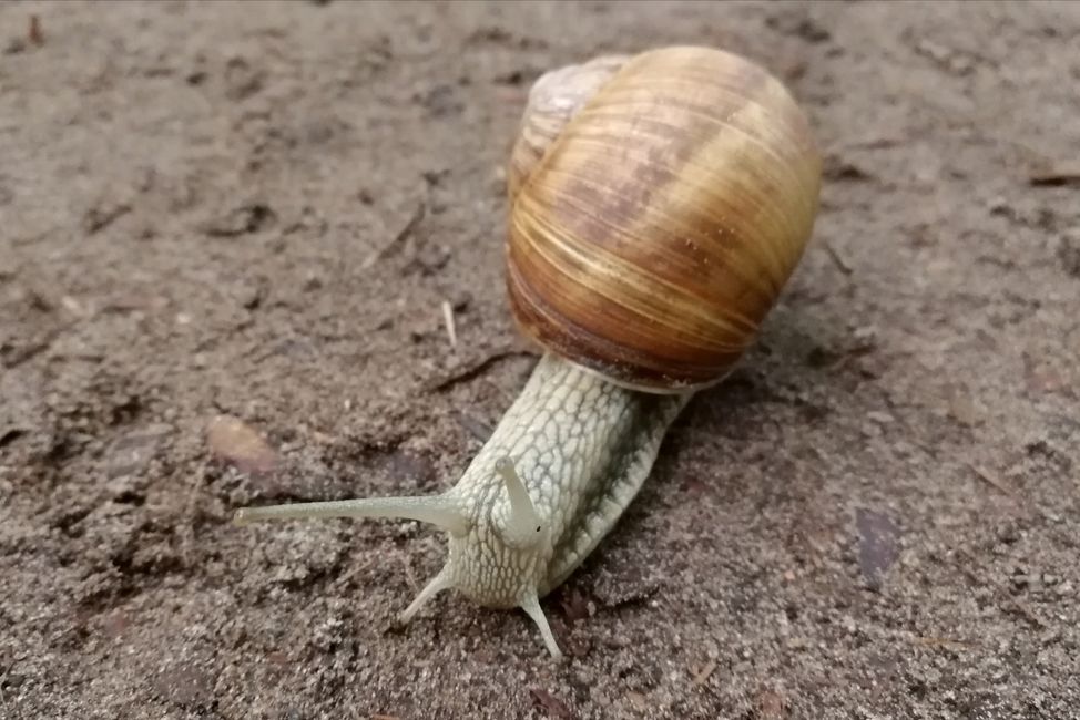 Giant snail 😁🐌