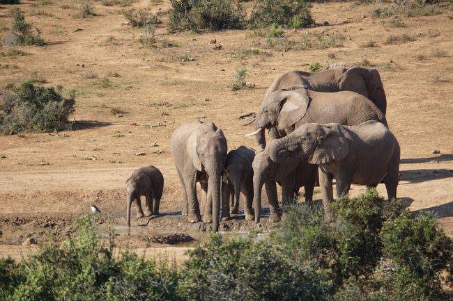 Der Addo Elephant National Park