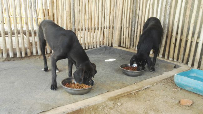 Gangster in Lima und Hundezufluchtsort in Huanchaco