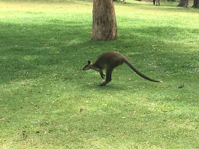 Lone Pine Koala Sanctuary, Brisbane