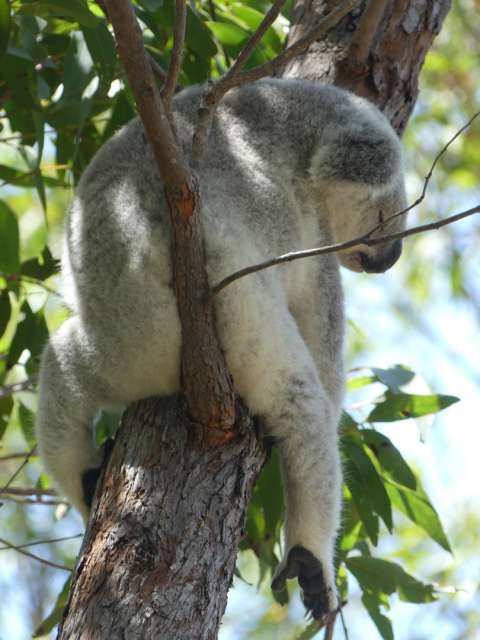Koala am Abhängen