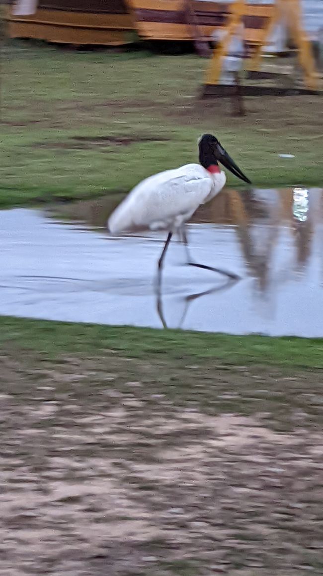 Aufenthalt im Süd Pantanal (Zusammenfassung)