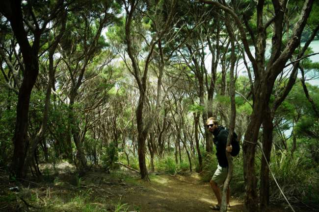 Mangonui, Taupo, Puketi Forest