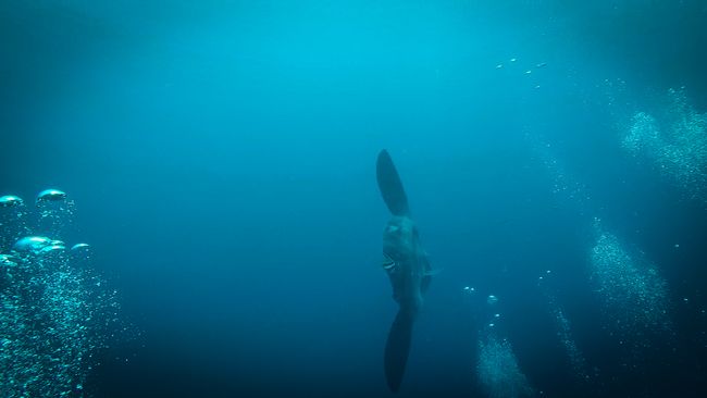 Mola Mola swimming away