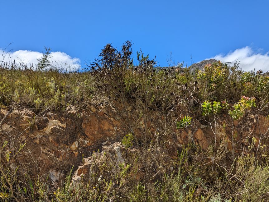 Knysna, Mossel Bay, Oudtshoorn