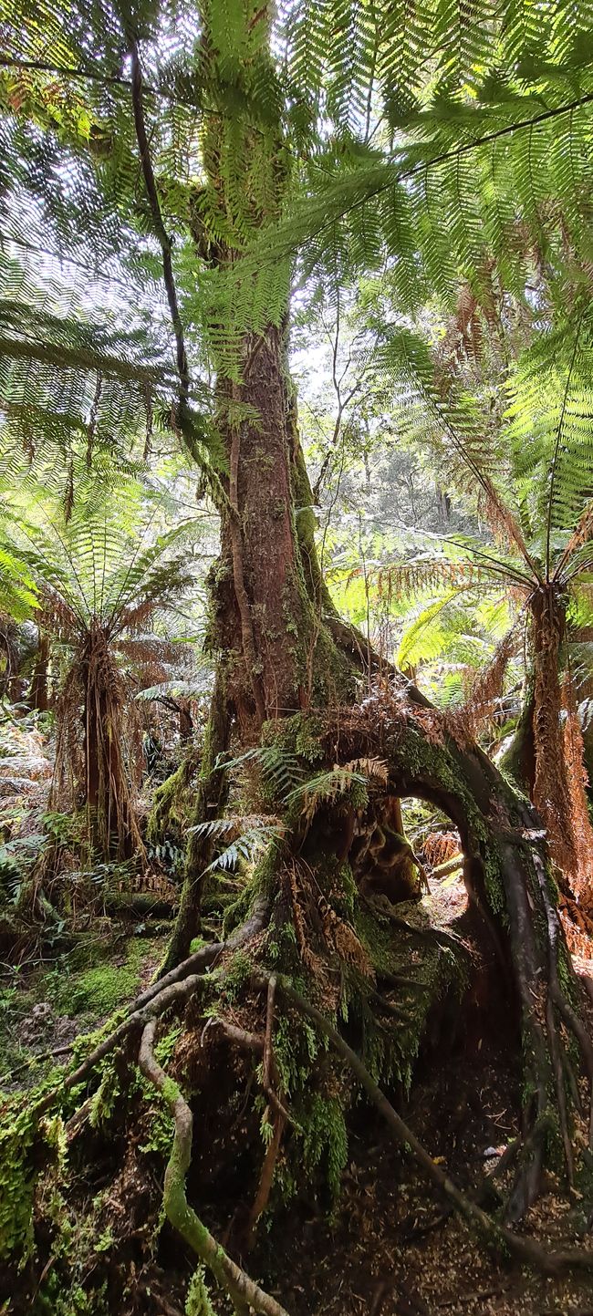 Wandern im Otway national Park 