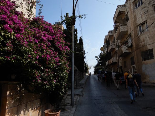 Die bunten Blumenbüsche zieren viele Straßen hier in Jabal Amman