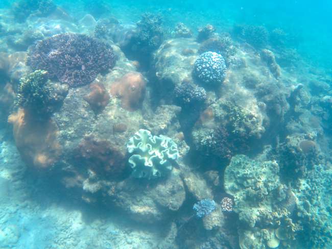 Korallen in der Horseshoe Bay in Bowen