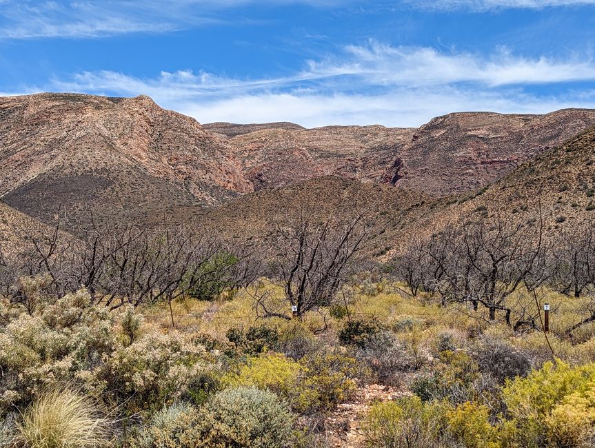trockene Karoo